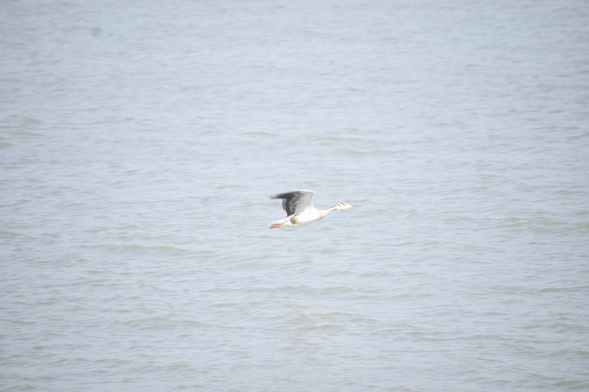 Oie à tête barrée - ML645447566