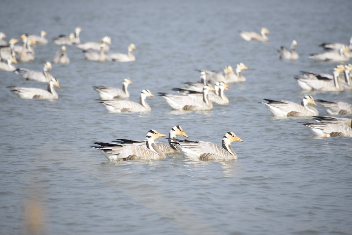 Oie à tête barrée - ML645447567