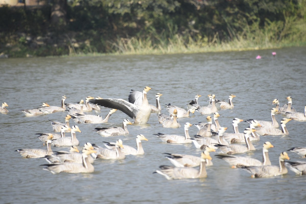 Oie à tête barrée - ML645447568