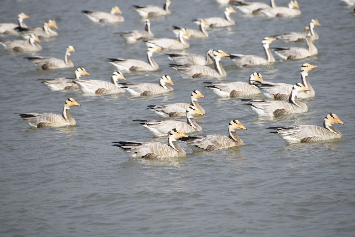 Oie à tête barrée - ML645447569