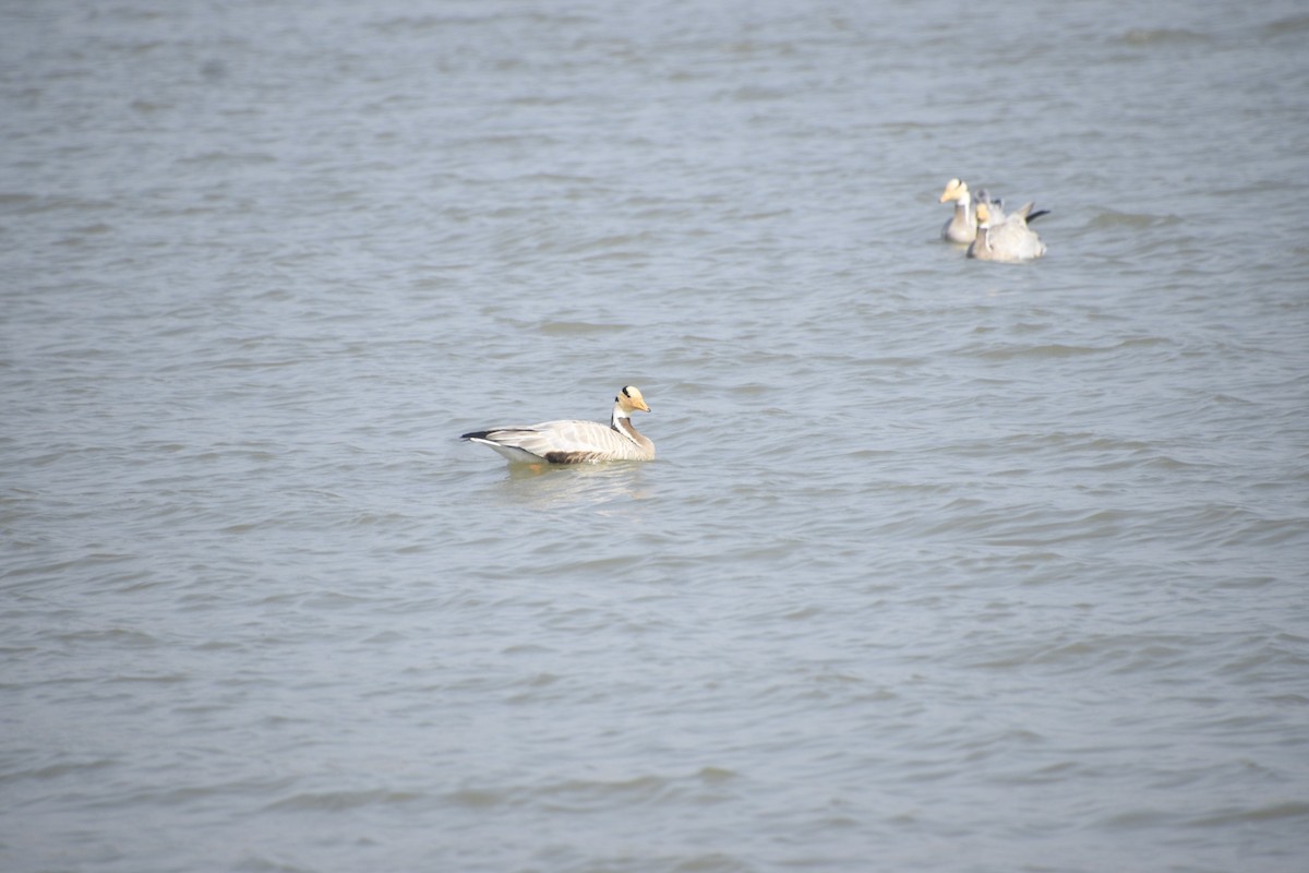 Oie à tête barrée - ML645447570