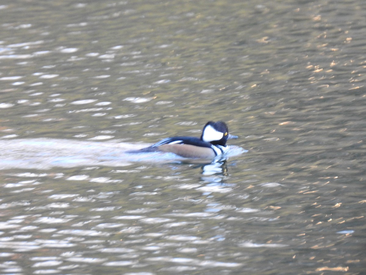 Hooded Merganser - ML645447597