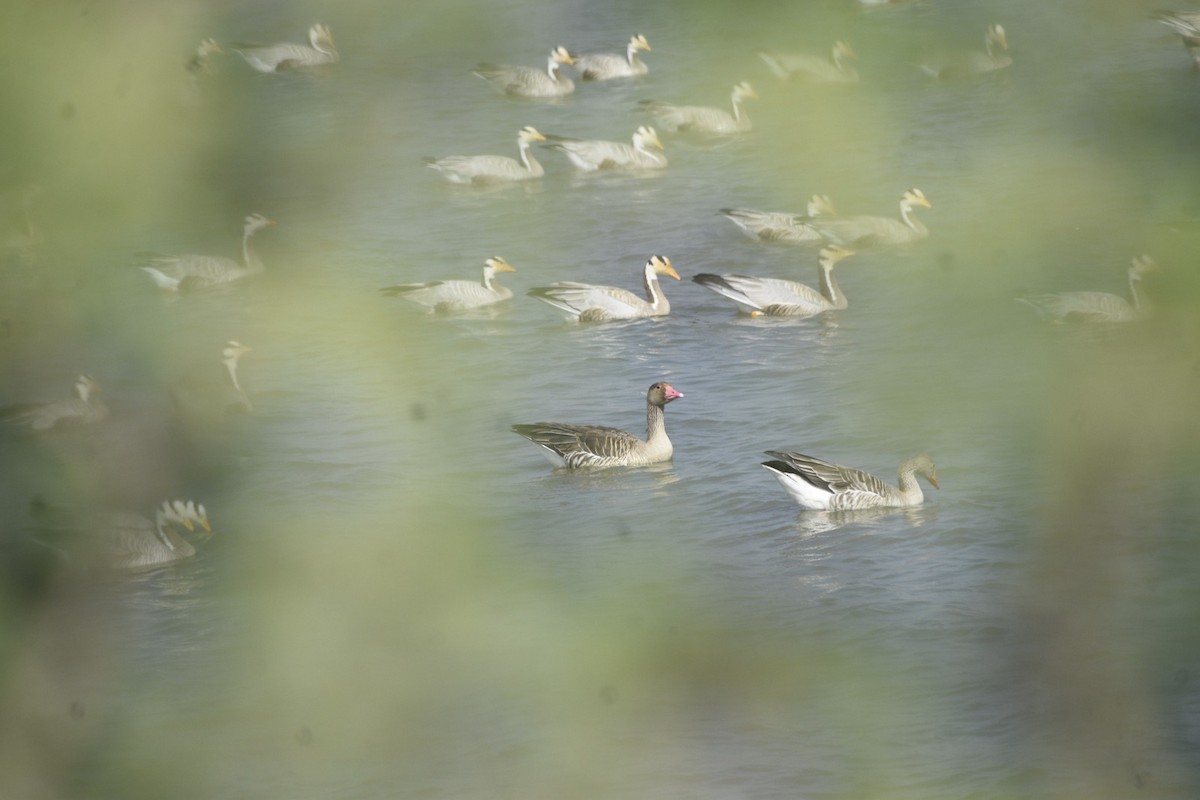 Graylag Goose - ML645447599