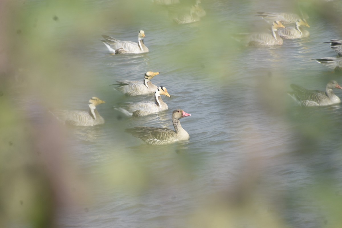 Graylag Goose - ML645447600