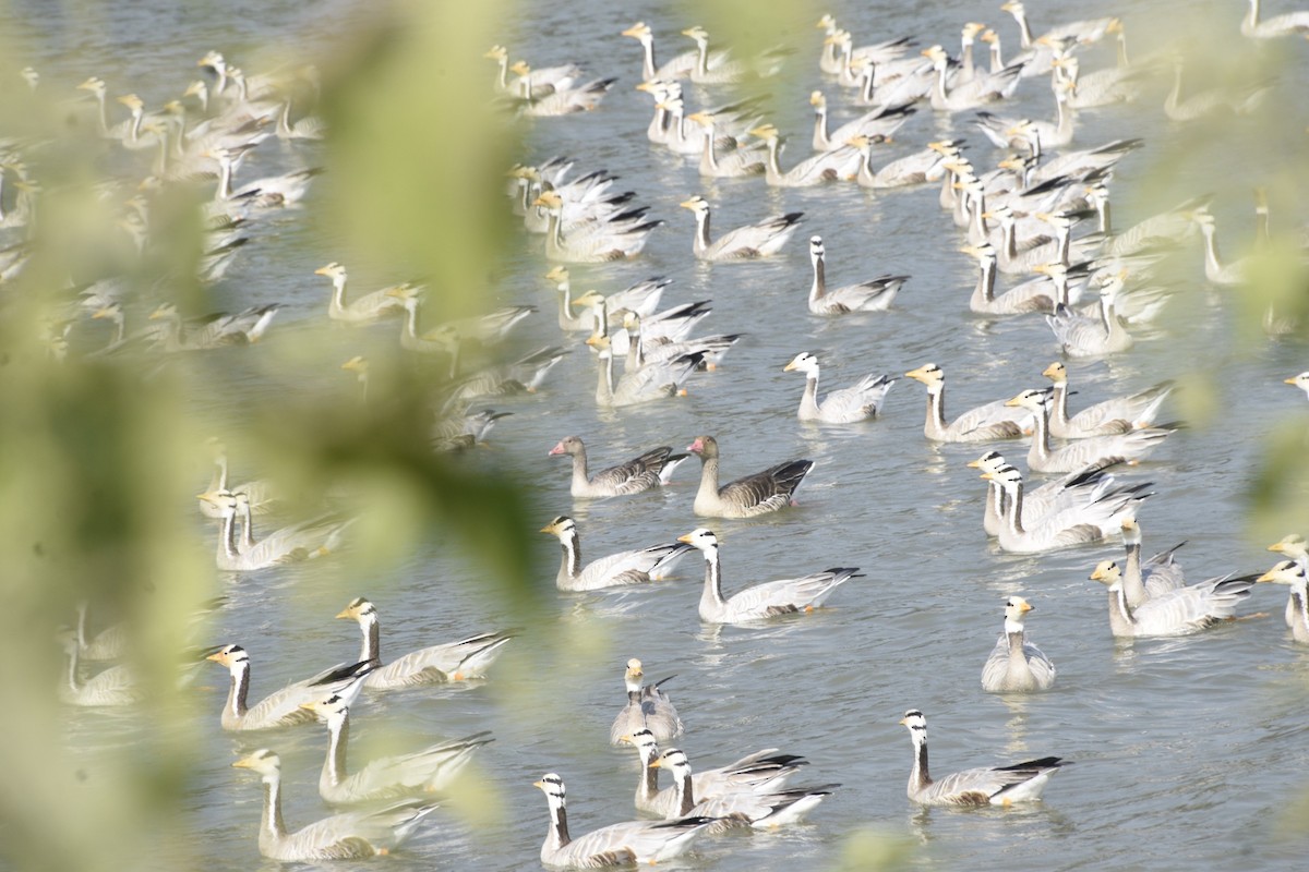 Graylag Goose - ML645447601