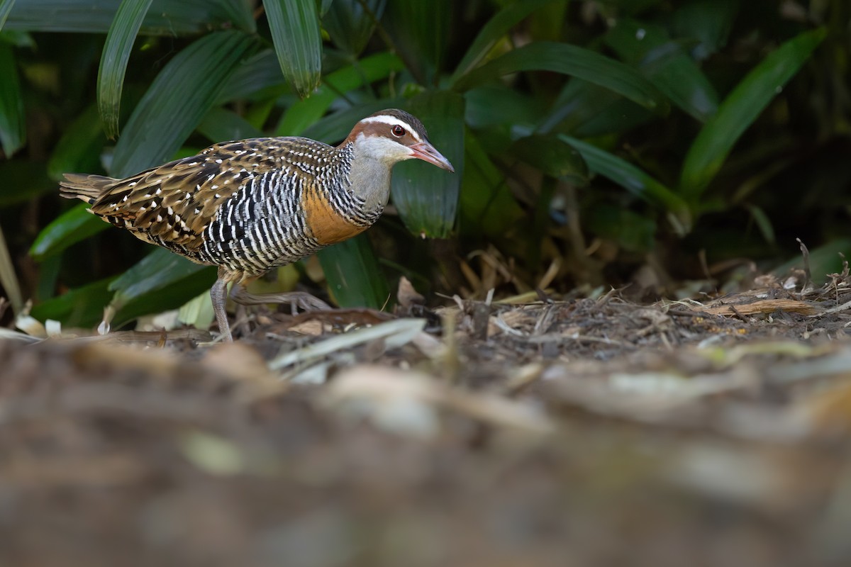 Buff-banded Rail - ML645447627