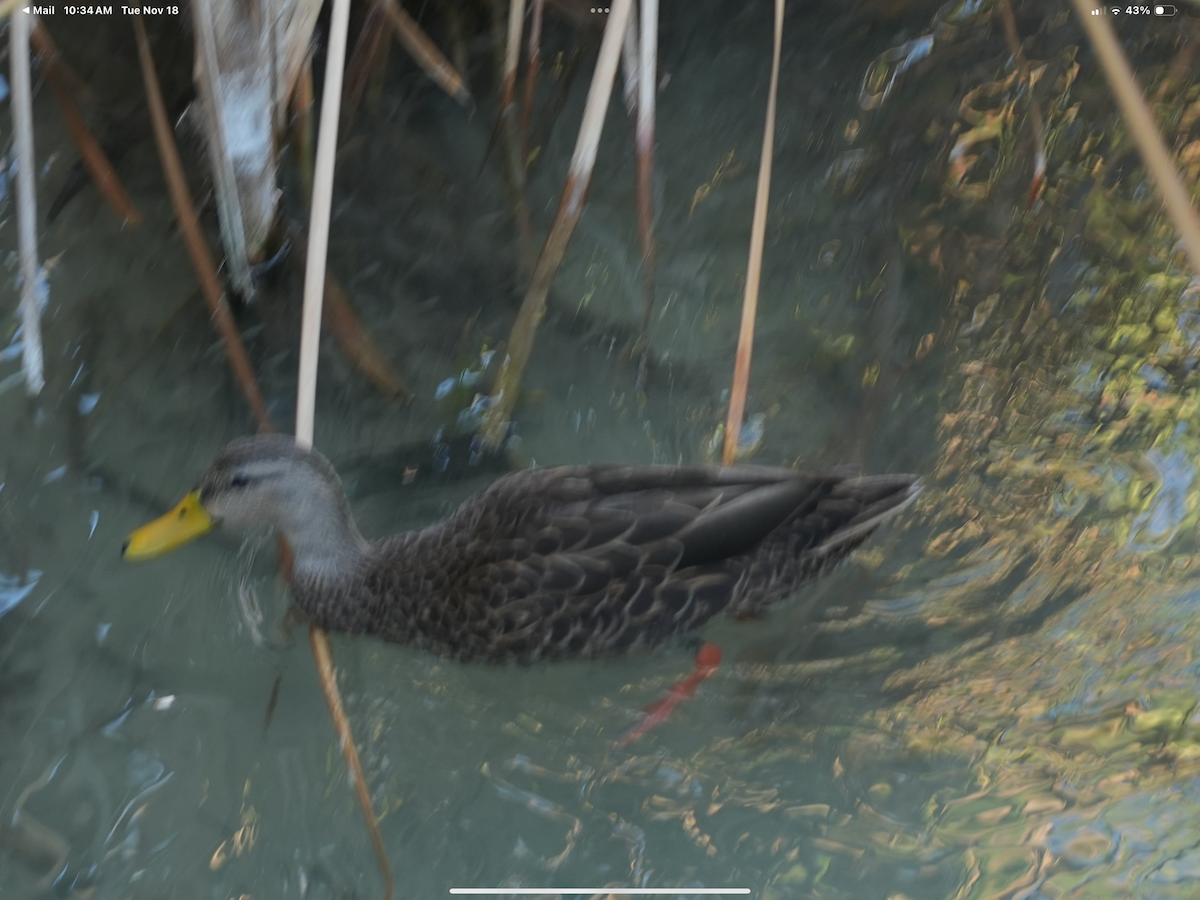 Mottled Duck - ML645447628