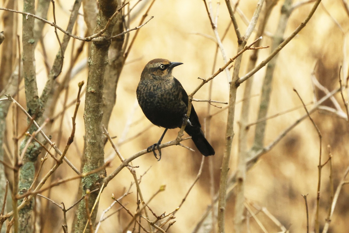 Rusty Blackbird - ML645447630