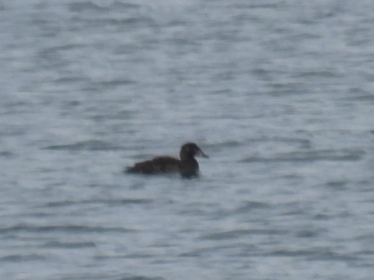 Surf Scoter - ML645447633
