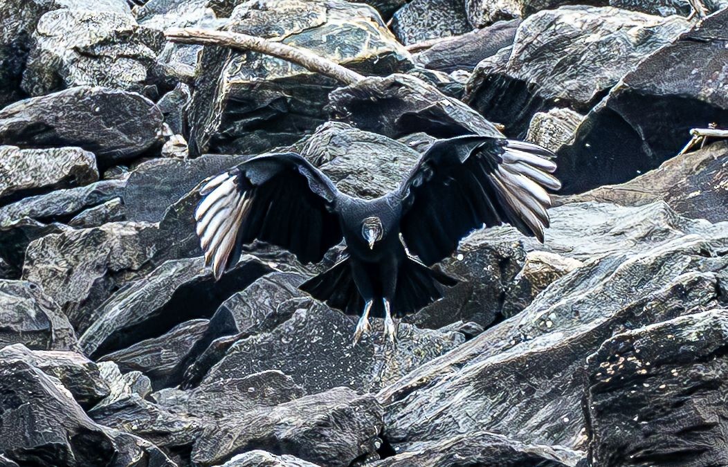 Black Vulture - ML645447640