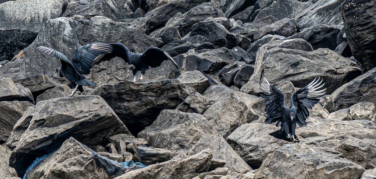 Black Vulture - ML645447641