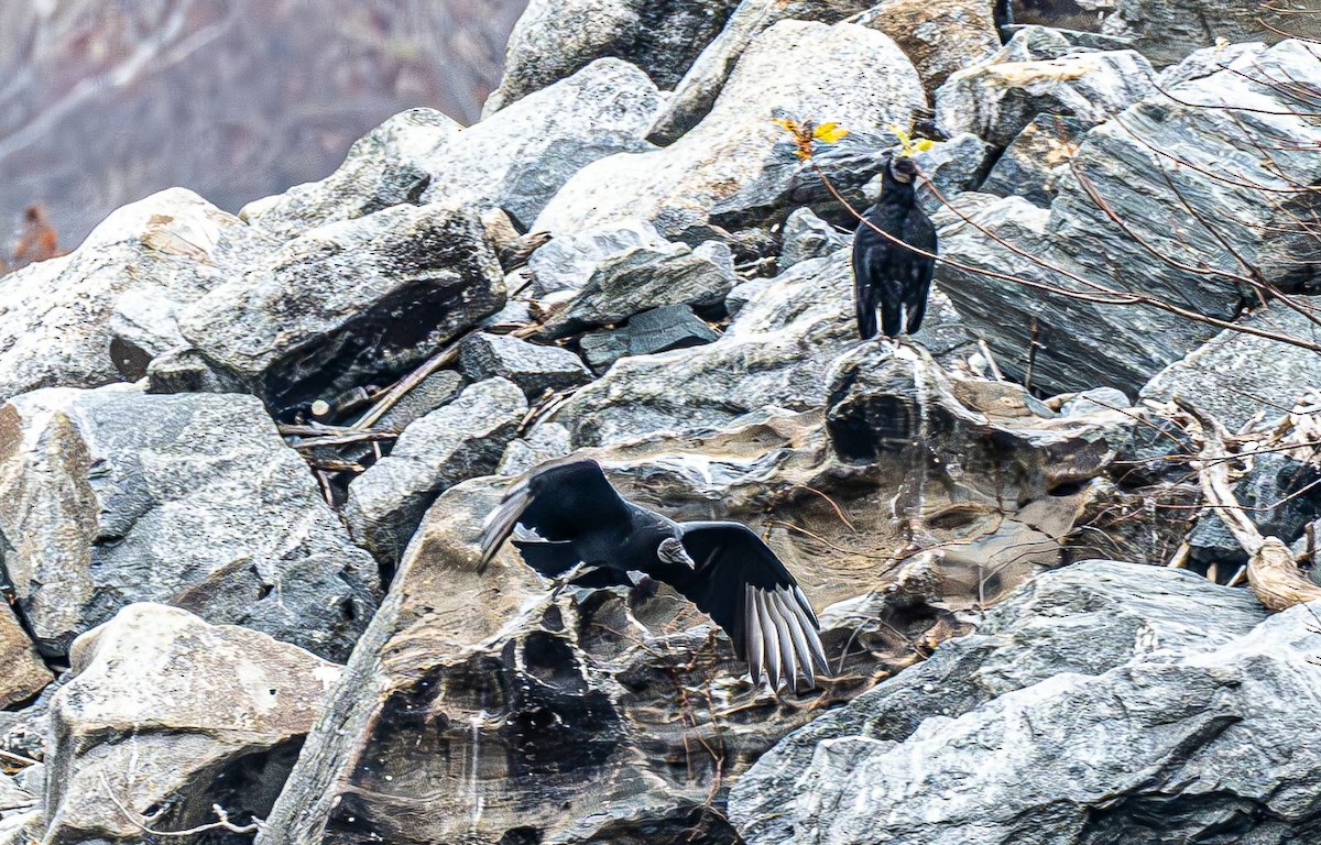 Black Vulture - ML645447642