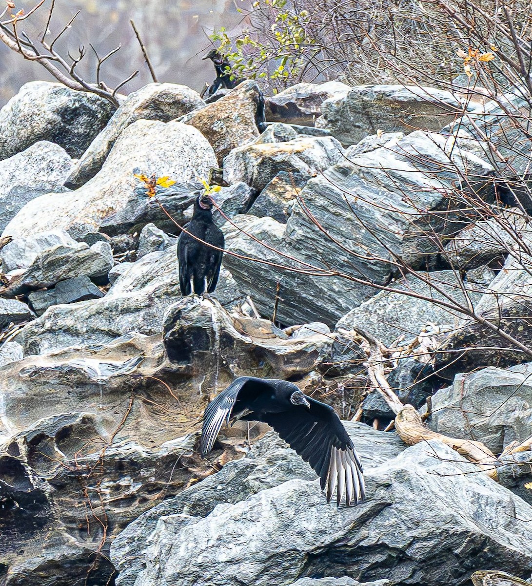 Black Vulture - ML645447643