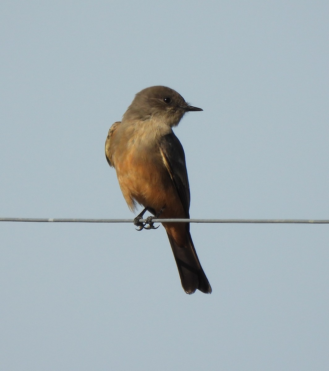 Say's Phoebe - ML645447646