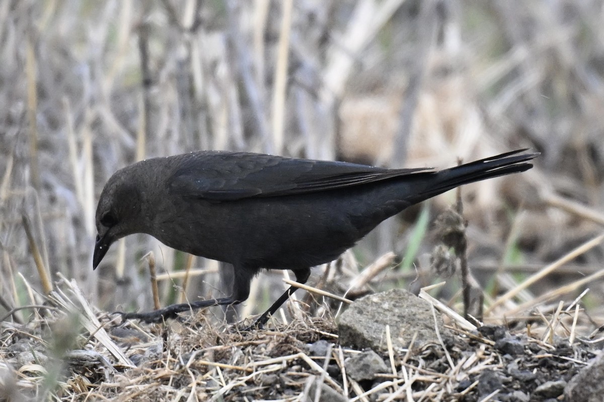 Brewer Karatavuğu - ML645447647