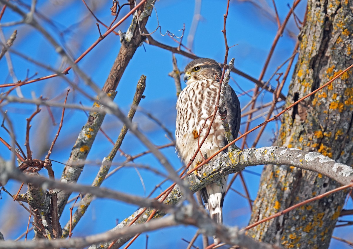 Merlin - ML645447669