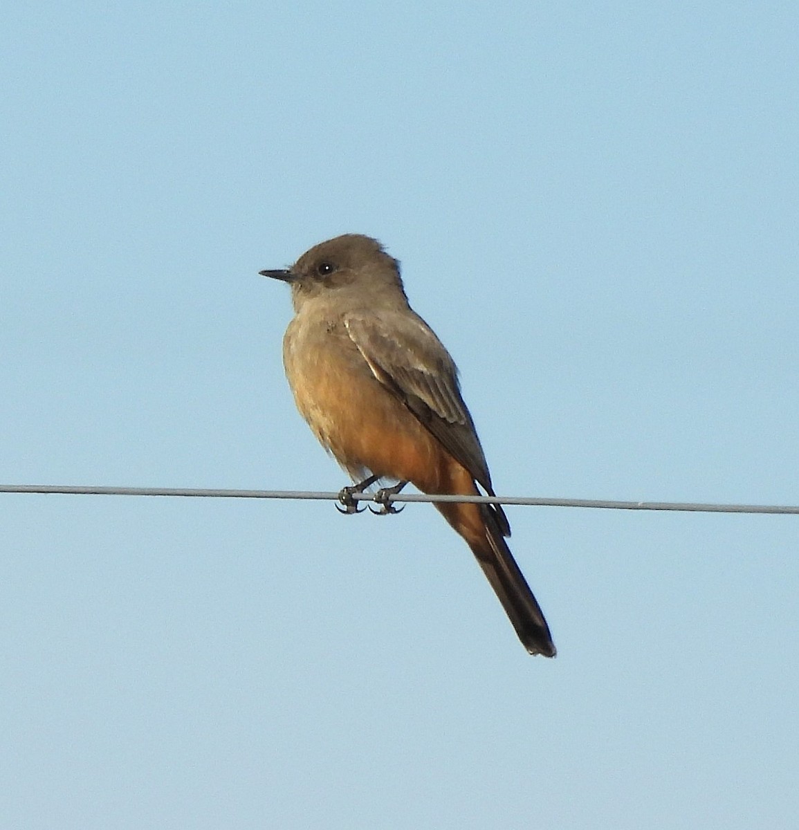 Say's Phoebe - ML645447670