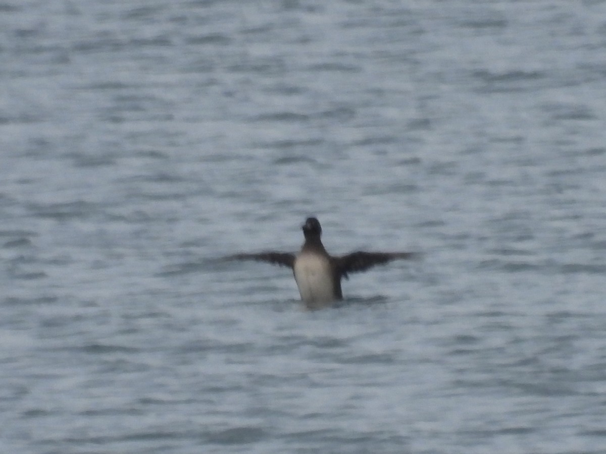 Surf Scoter - ML645447671