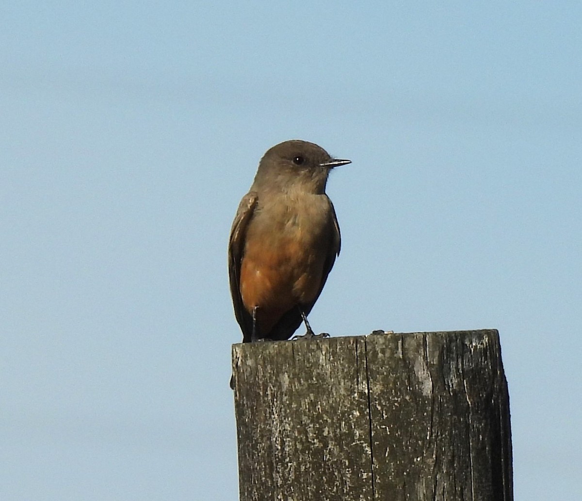 Say's Phoebe - ML645447673