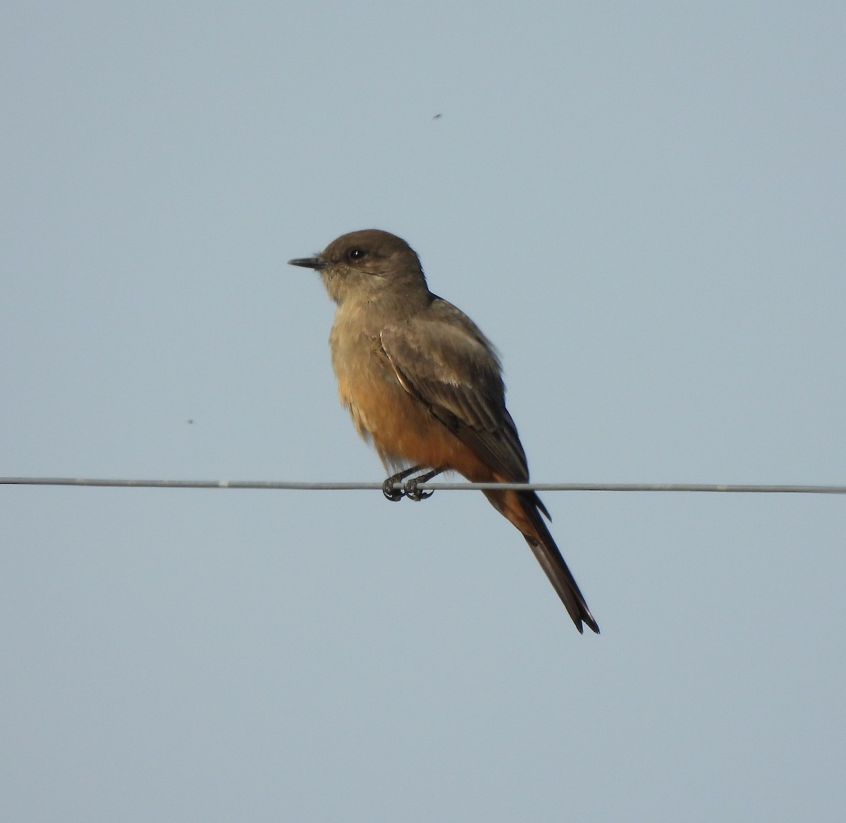 Say's Phoebe - ML645447676