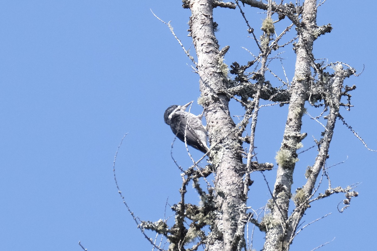 Black-backed Woodpecker - ML645447683