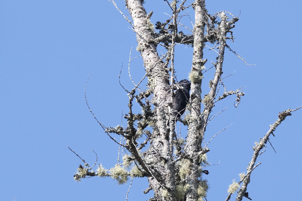 Black-backed Woodpecker - ML645447684