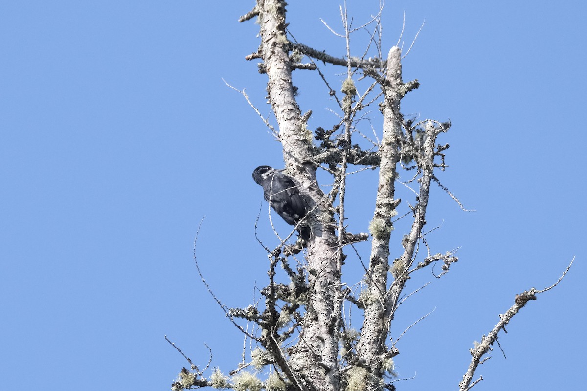 Black-backed Woodpecker - ML645447685