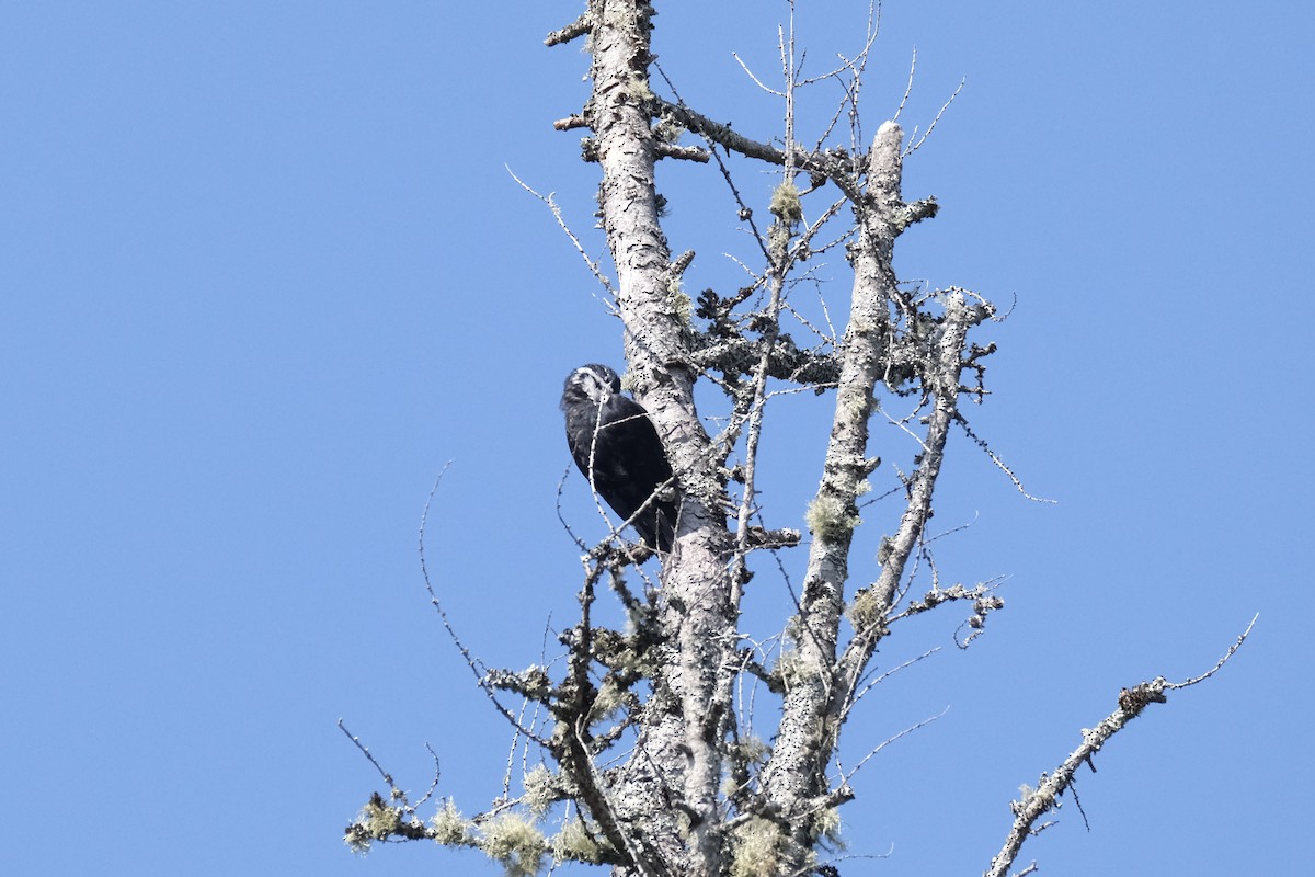 Black-backed Woodpecker - ML645447686