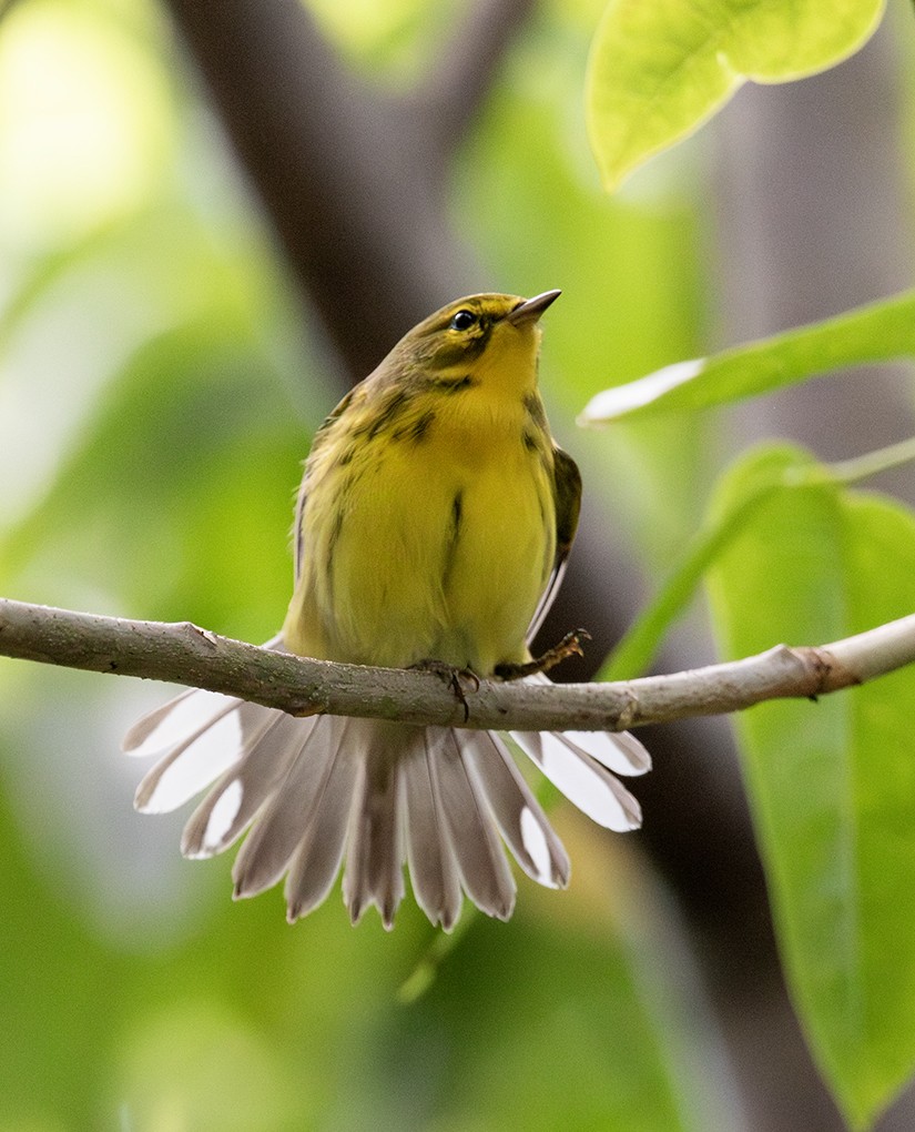Prairie Warbler - ML645447689