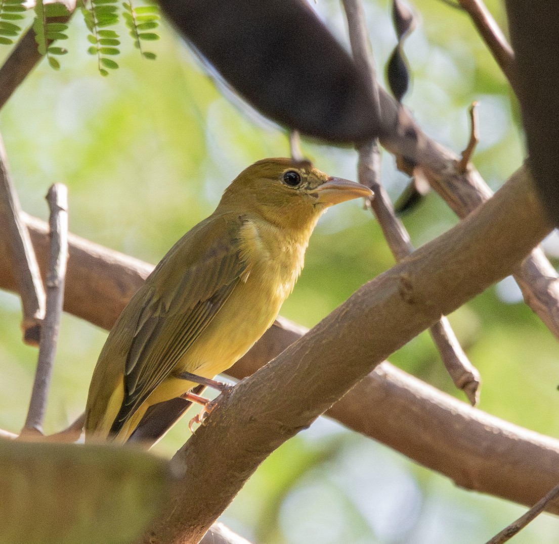 Summer Tanager - ML645447698