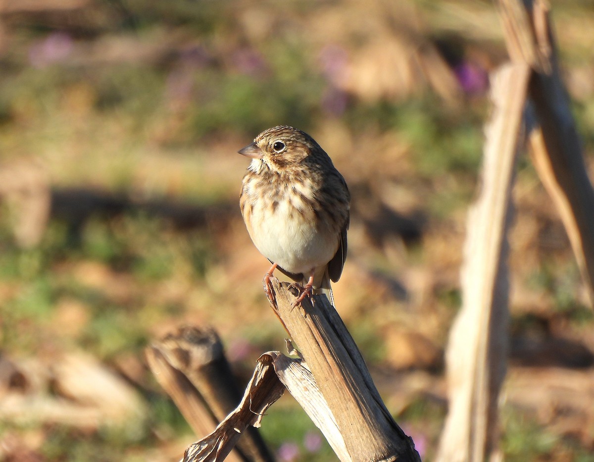 Vesper Sparrow - ML645447702