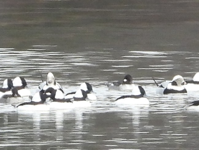 Long-tailed Duck - ML645447711