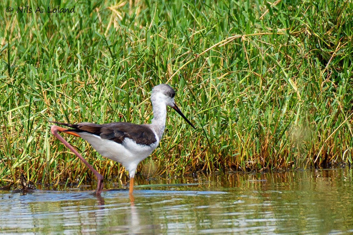 高蹺鴴 - ML645447719