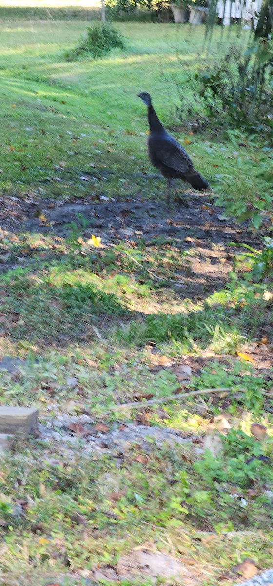 Wild Turkey - ML645447730