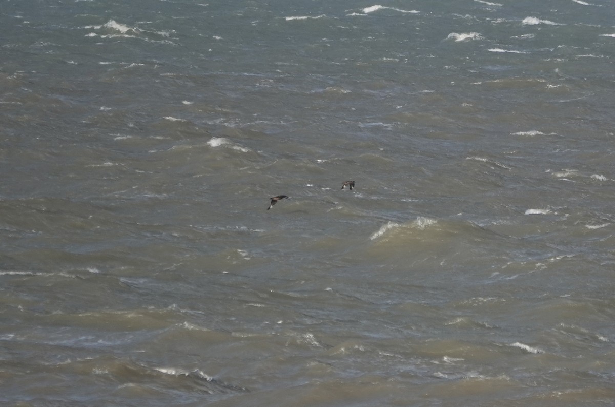 Great Skua - ML645447734