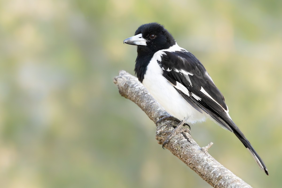 Pied Butcherbird - ML645447748