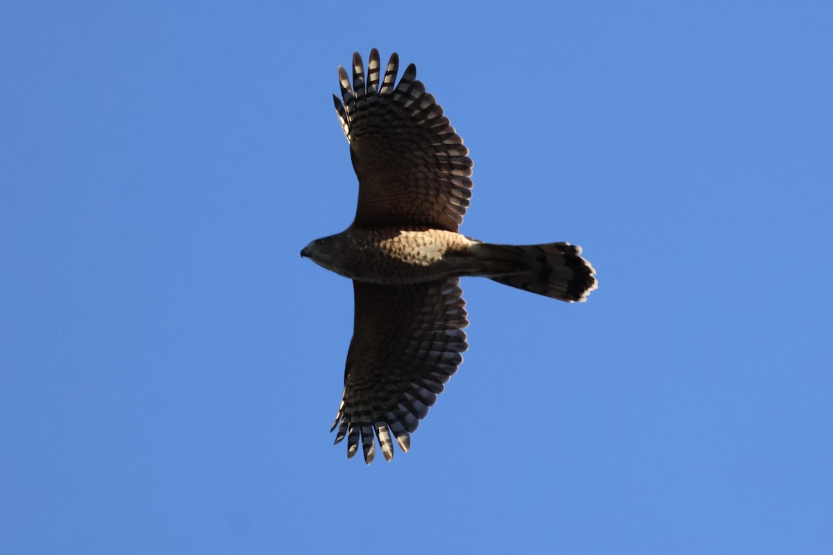 trostehauk - ML645447760