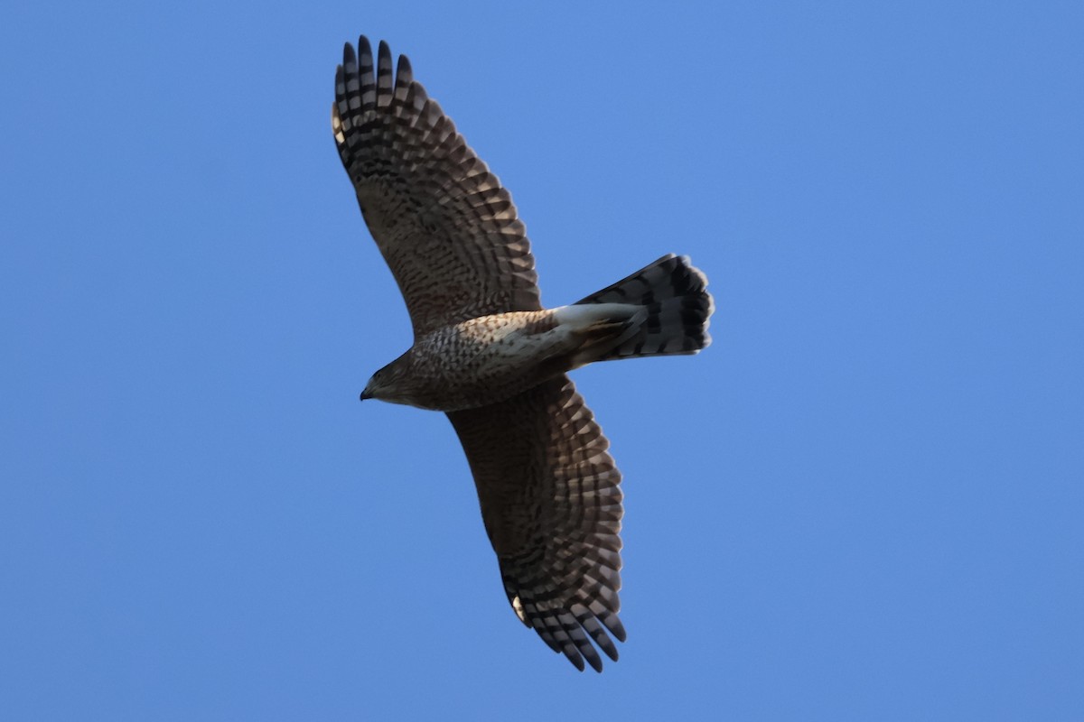 trostehauk - ML645447761