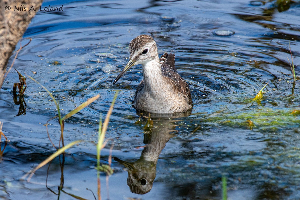 タカブシギ - ML645447764