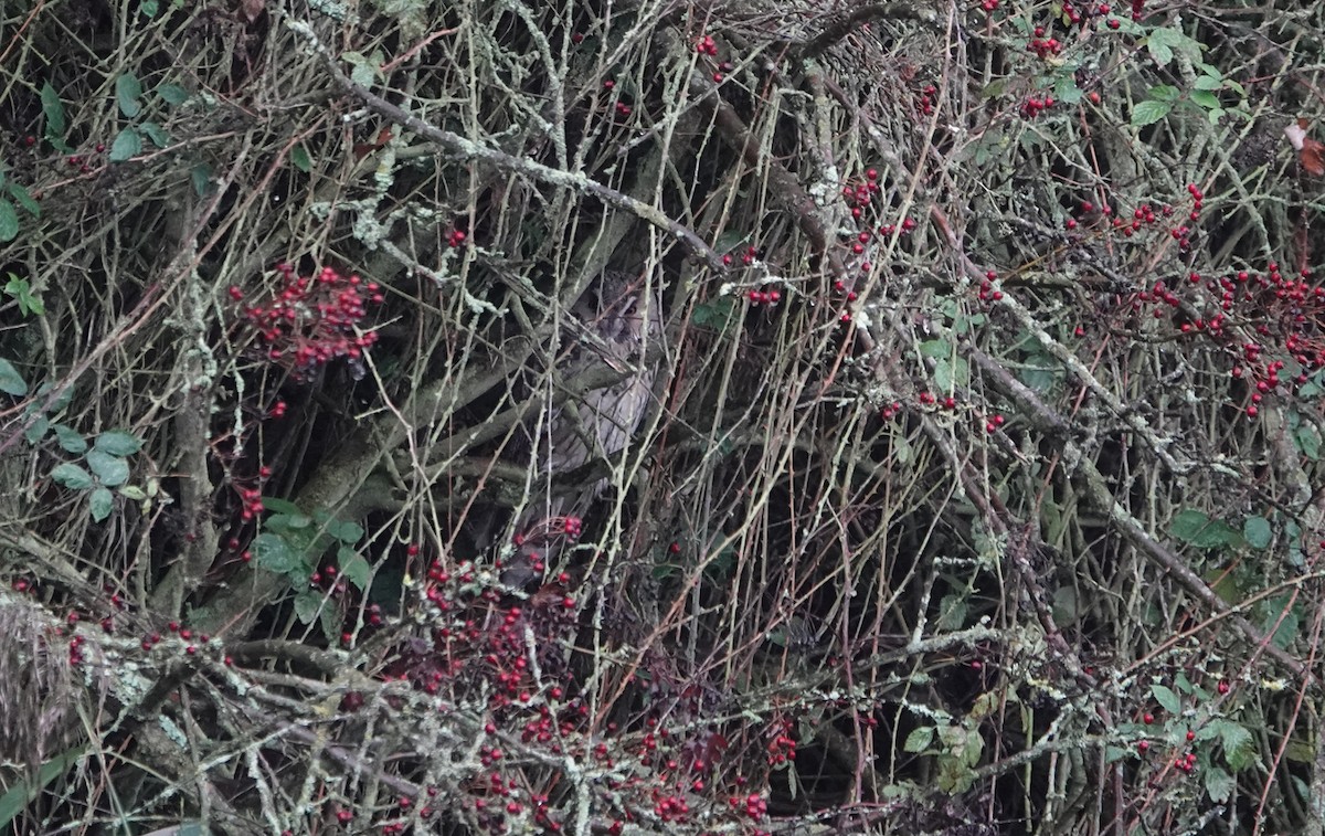 Long-eared Owl - ML645447765