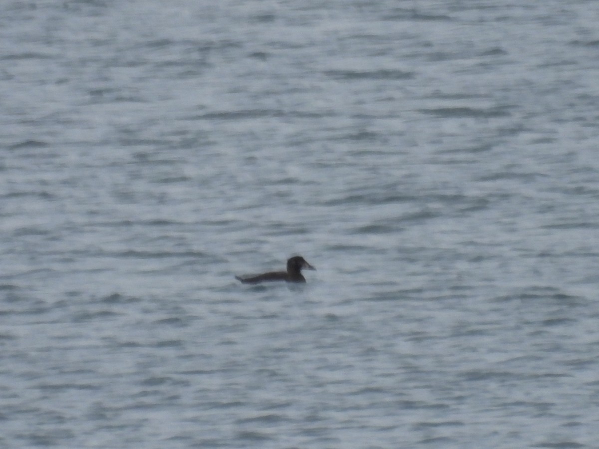 Surf Scoter - ML645447774