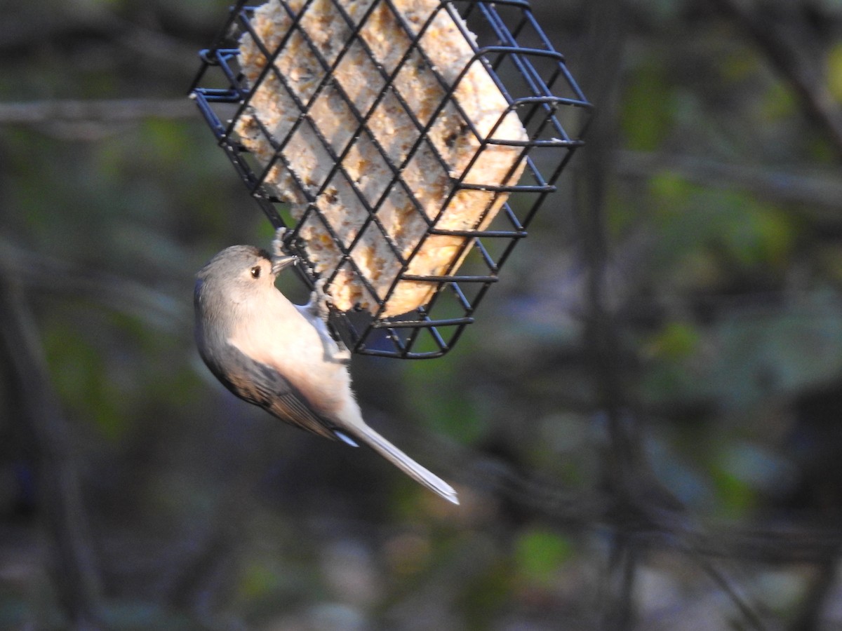Tufted Titmouse - ML645447775