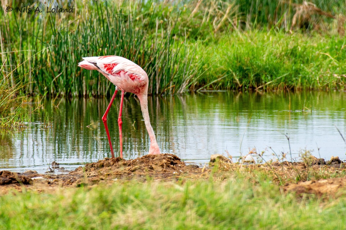 Zwergflamingo - ML645447776