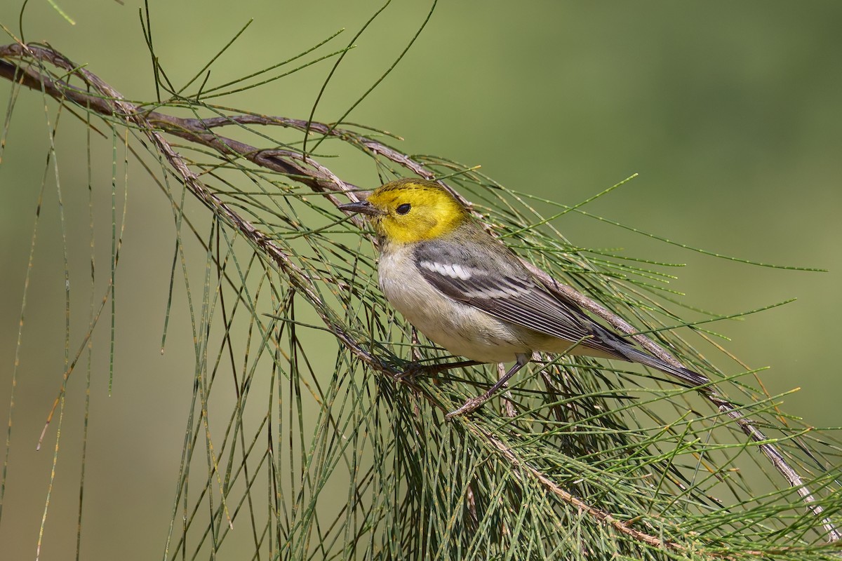 Paruline à tête jaune - ML645447785