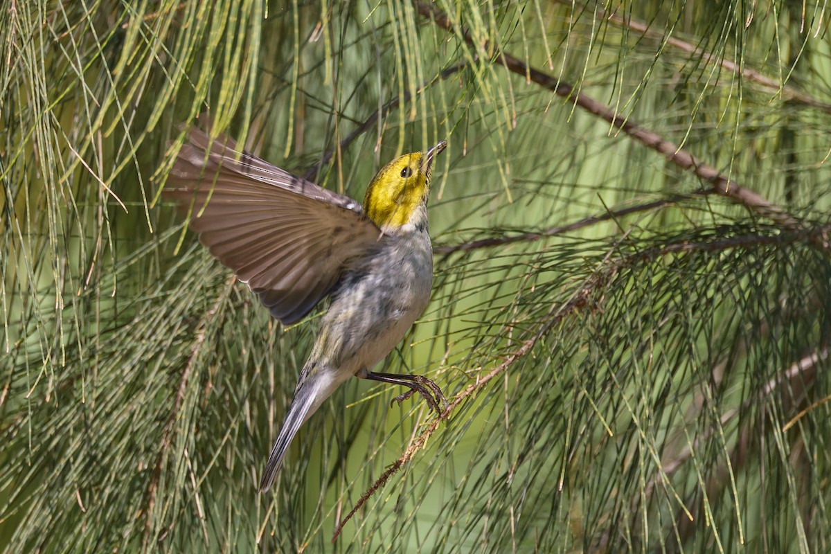 Paruline à tête jaune - ML645447791