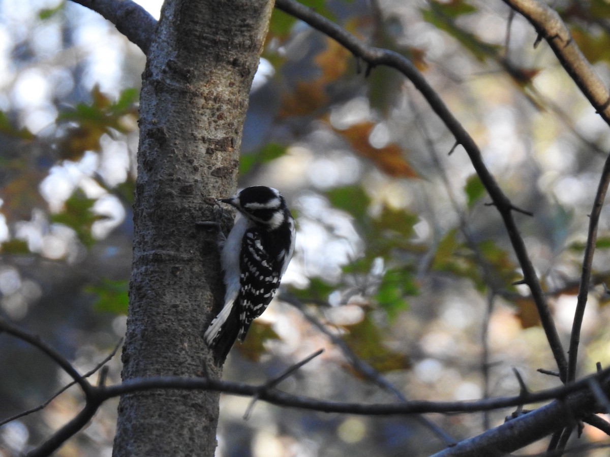 Downy Woodpecker - ML645447792