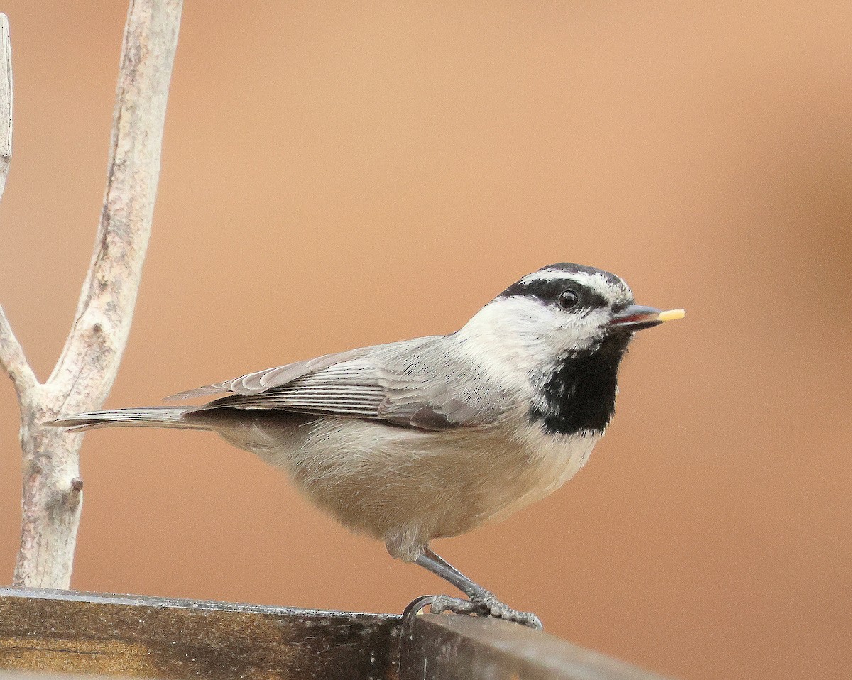 Mountain Chickadee - ML645447793