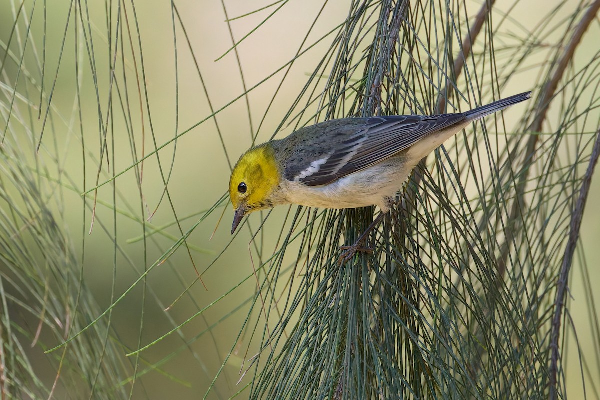 Paruline à tête jaune - ML645447794