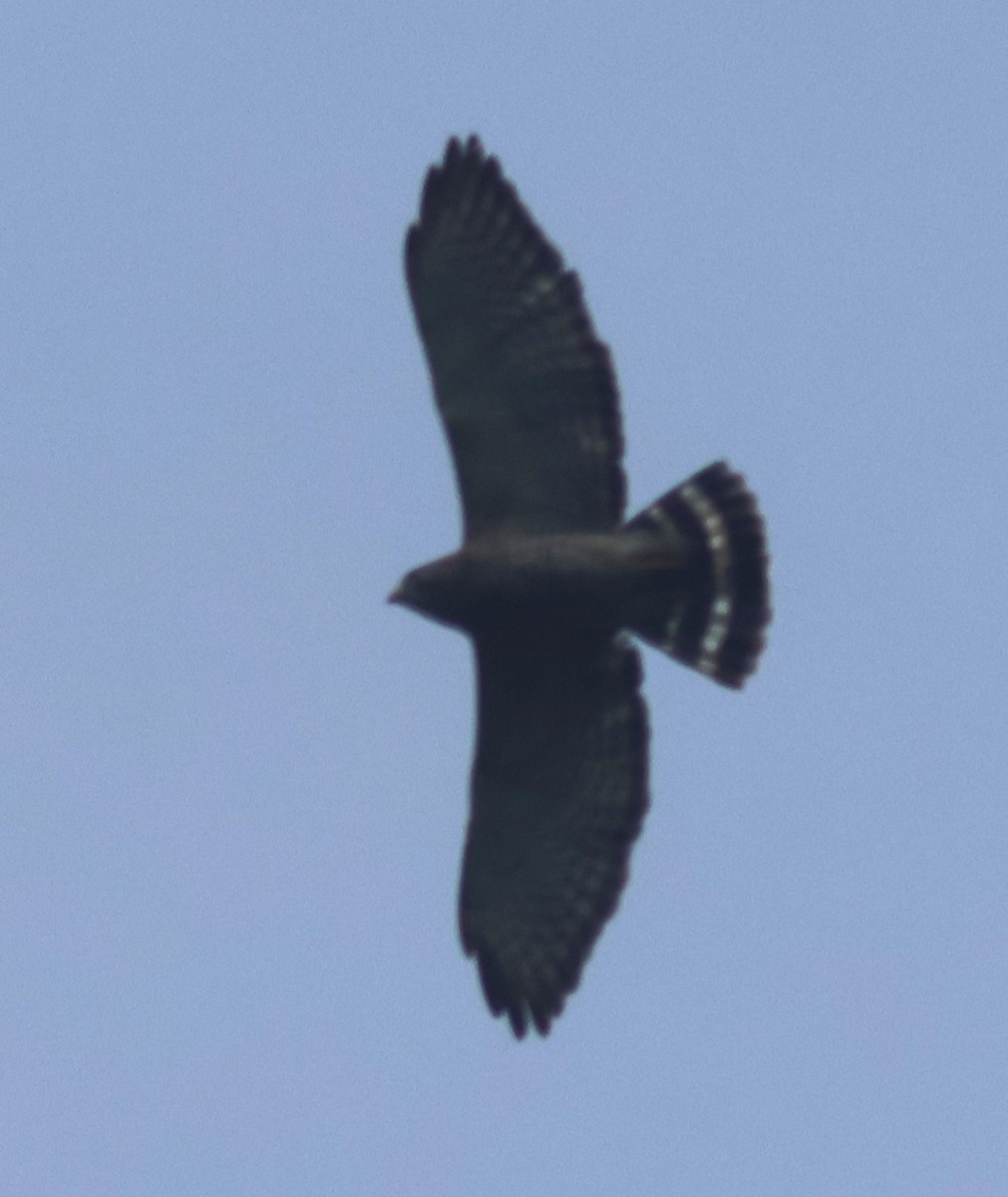 Broad-winged Hawk - ML645447795