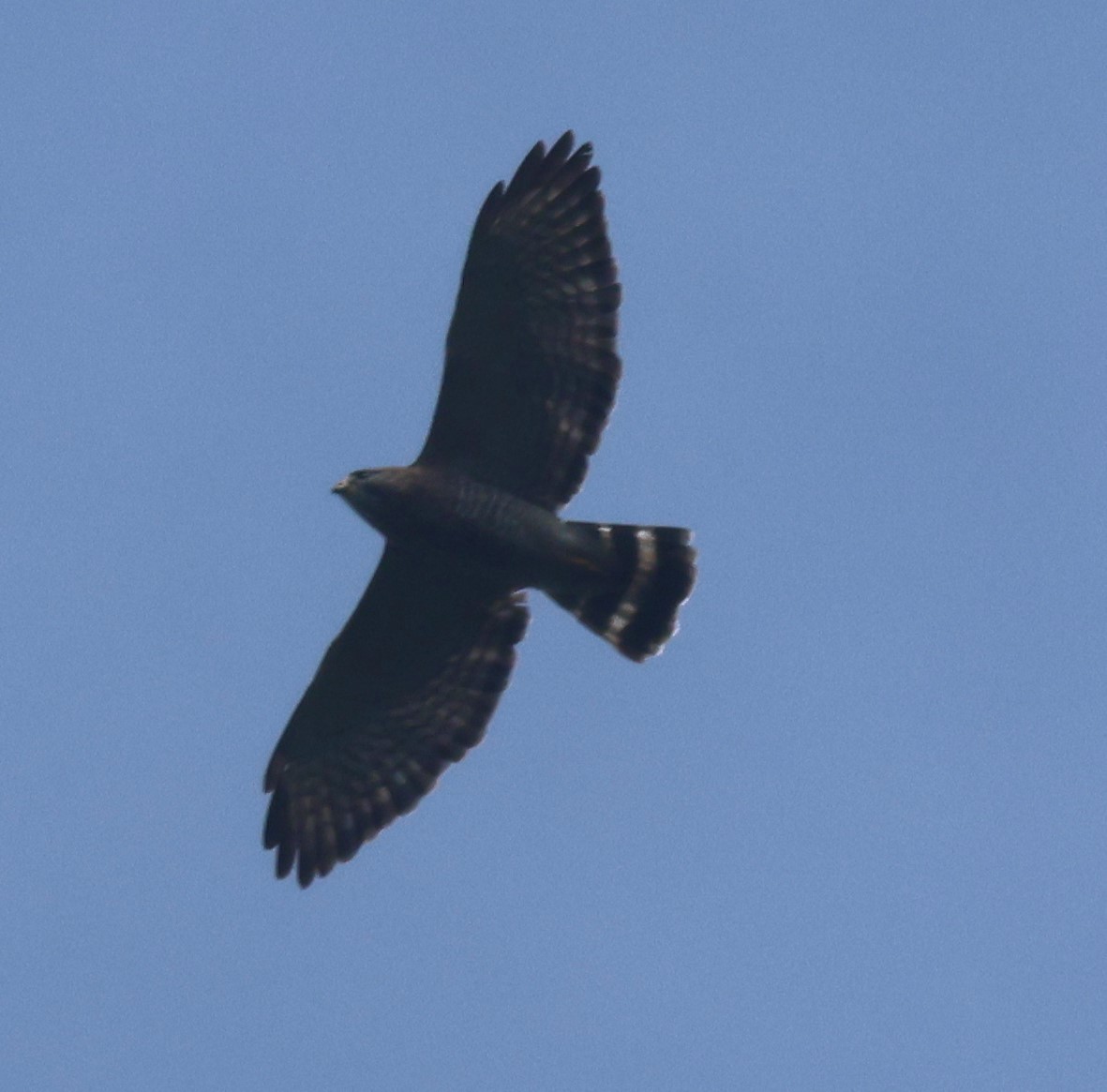 Broad-winged Hawk - ML645447796